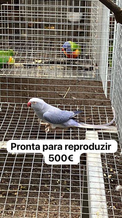 Ring necks 2022 e 2019