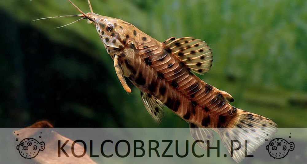 Kiryśnik czarnoplamy - Megalechis thoracata - dowóz, wysyłka