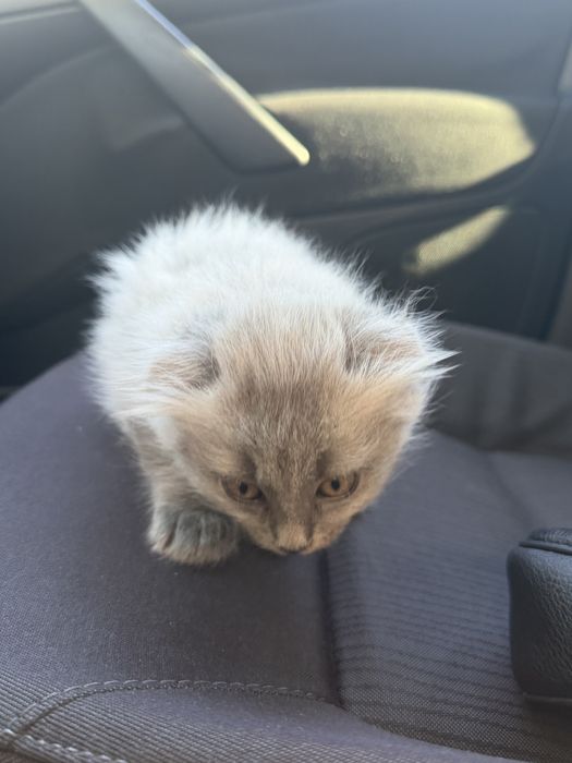 Вислоухий котёнок