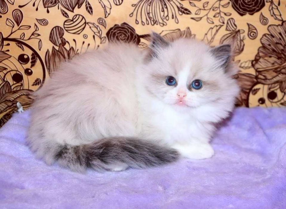Красивий, чемний, лагідний, котик-Порода-Ragdoll//Регдолл.