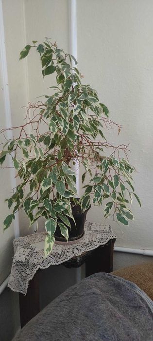 Акваріум з панорамним склом 300л.