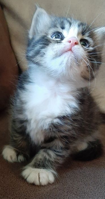 Котик мальчик темный с белым
