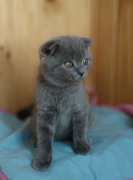 Хлопчики й і дівчата шотландські кошенята