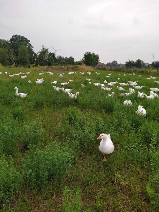 Gęś Kołudzka, tuszka, wysyłka