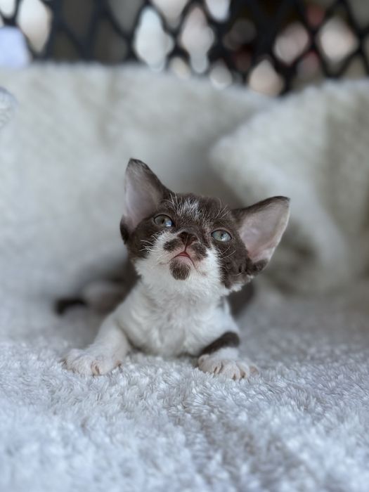 Kotka Devon Rex - Oshi