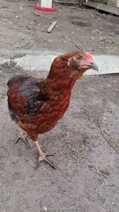 Koguty araucana bezogoniasta