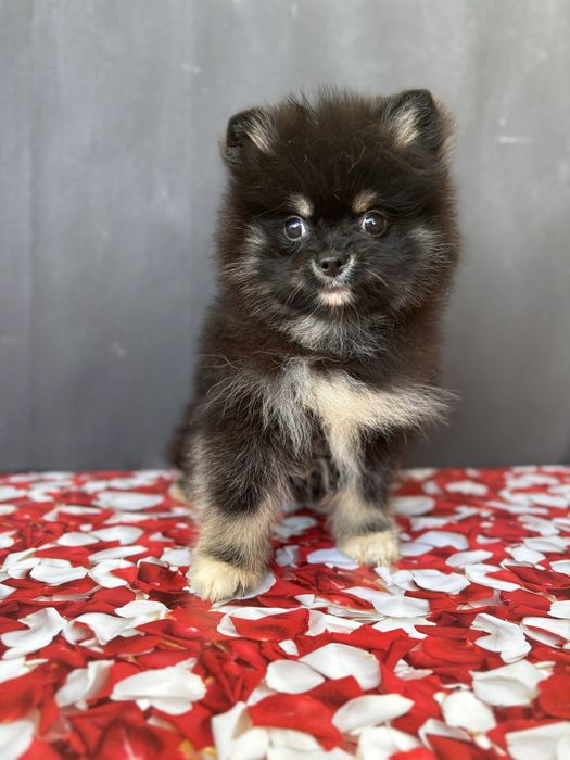 Привіт, я шпіц! Vipp