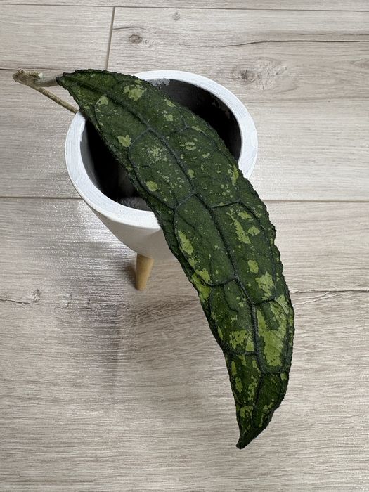 Hoja Clemensiorum Splash