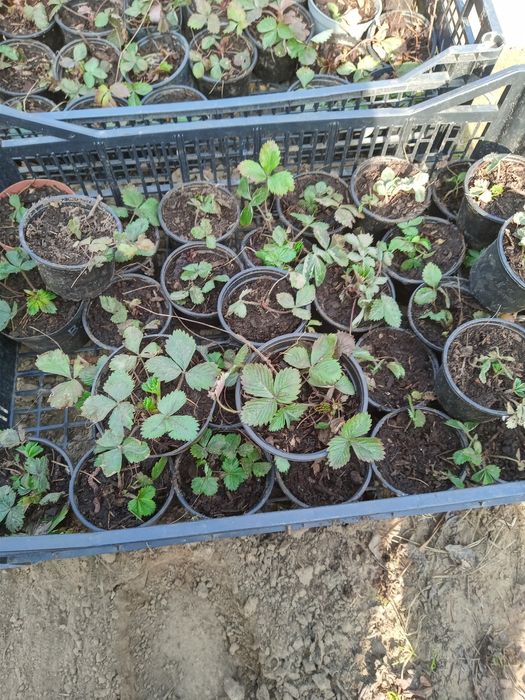 Sprzedam rośliny z mojego ogrodu