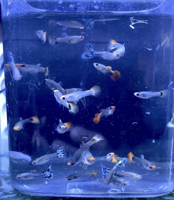 Gupiki mix mix kolorów 40 sztuk