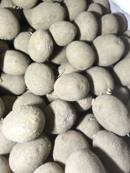 Ziemniaki drobne, kaliber 35-55mm Lily, Magnolia