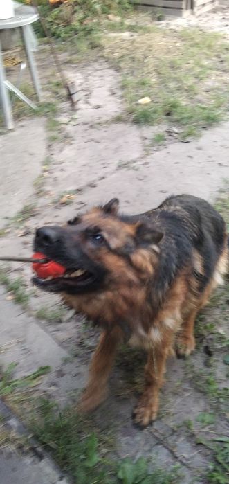 Потрібен на Березень кобель на вязку