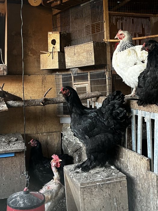 Galos e Galinhas varias raças