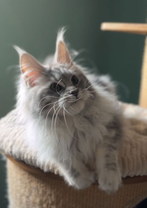 Кошеня мейн кун дівчинка