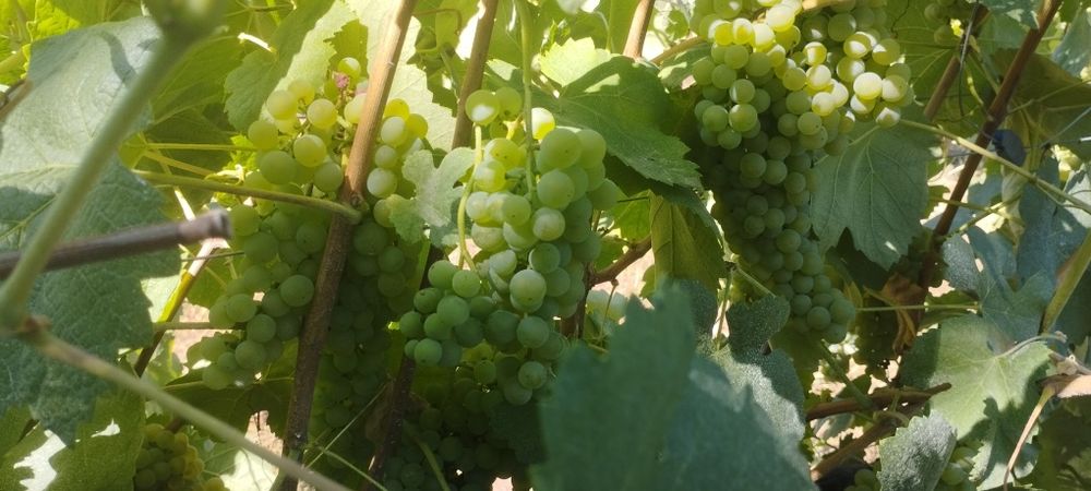 Venda de uvas casta loureiro