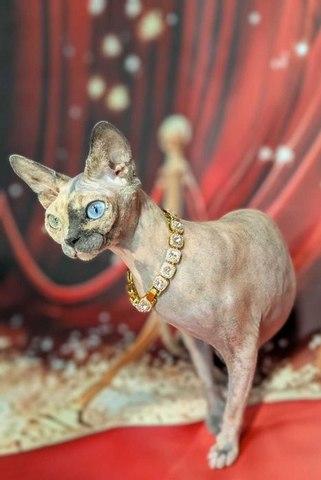 Unikatowa piękność. Jedyna taka na świecie różnooka chimera.