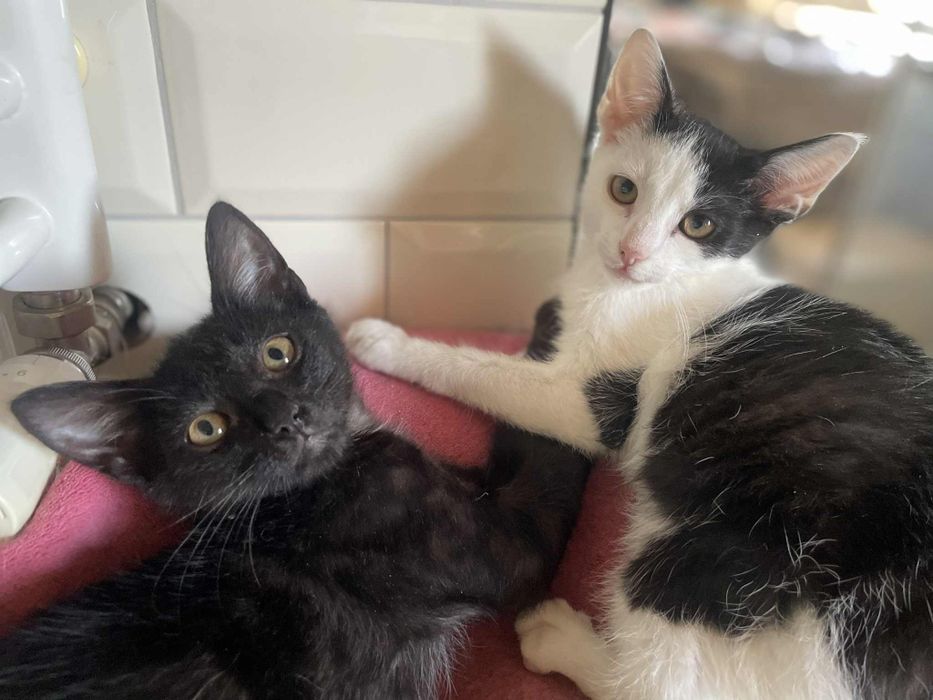 Półroczne kocurki szukają miłości