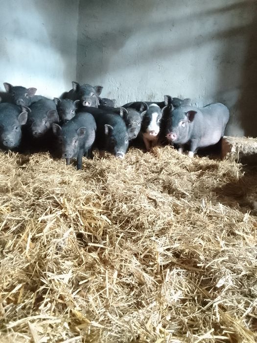 Продам в'єтнамсьні поросятка