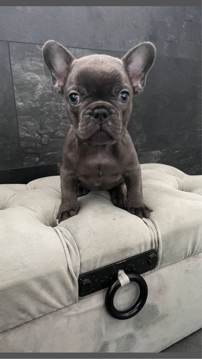 Міні хлопчик, блакитний французік. Доставка Украіна/Европа