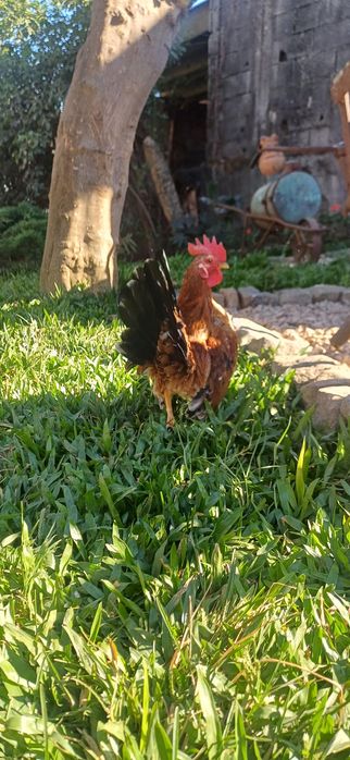 Vendo galos seramas