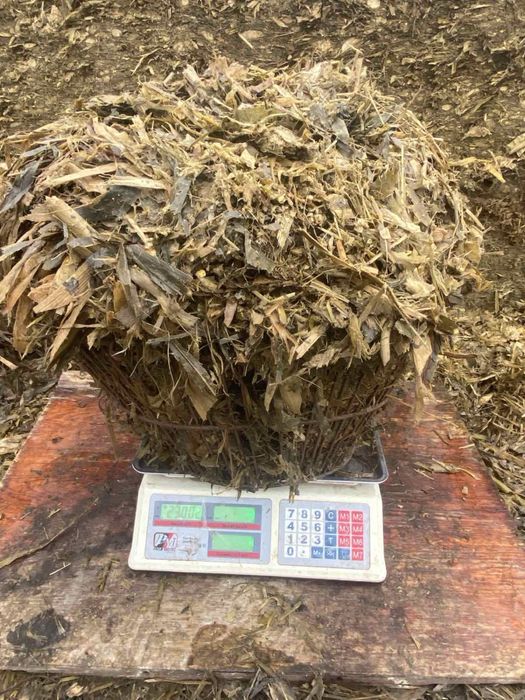 Силос кукурудзяний 2025 рік