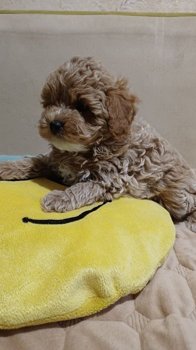 Очень красивый мальчик мальтипу