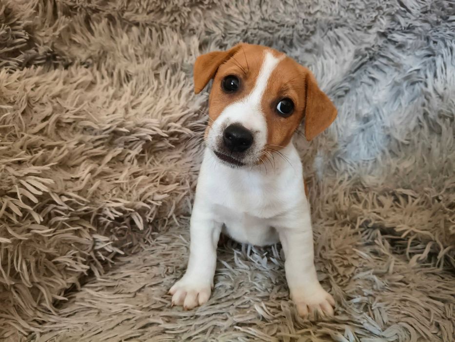 Jack Russell Terrier Piesek