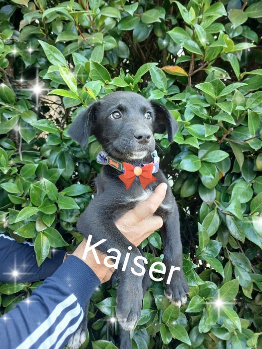 Kaiser para adoção muito responsável