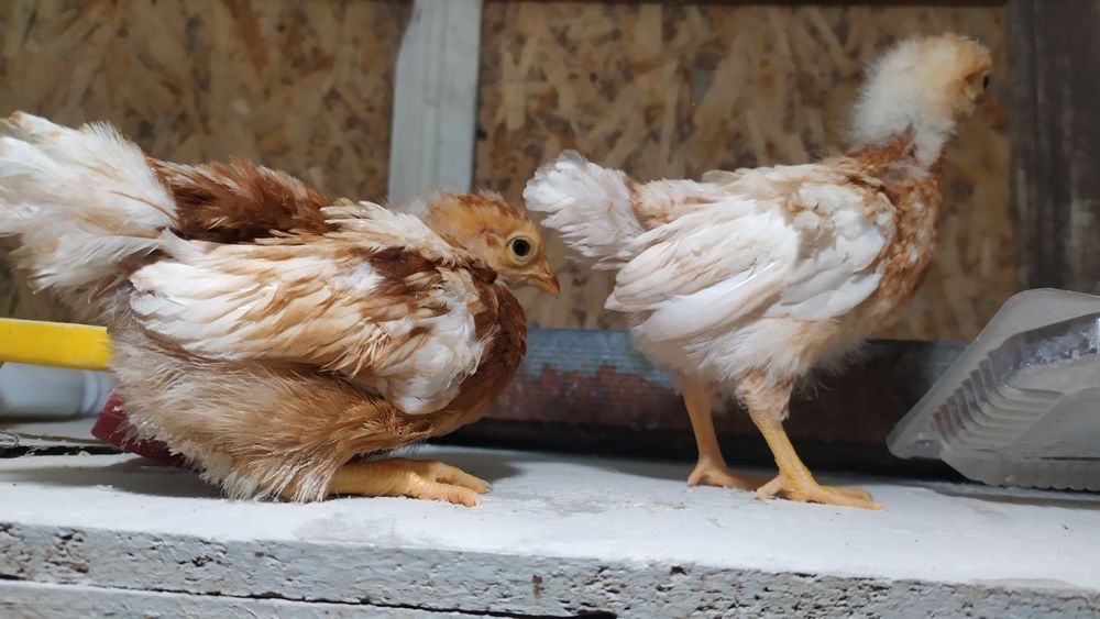 Инкубационное яйцо ломан браун супер несушка