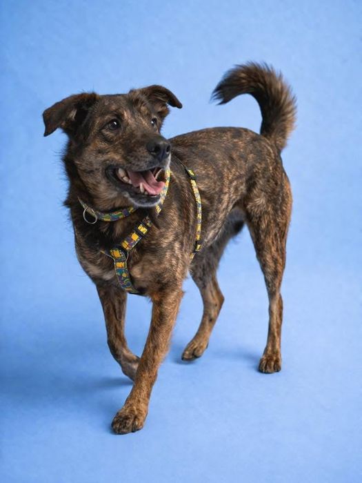 Do adopcji uroczy Benek