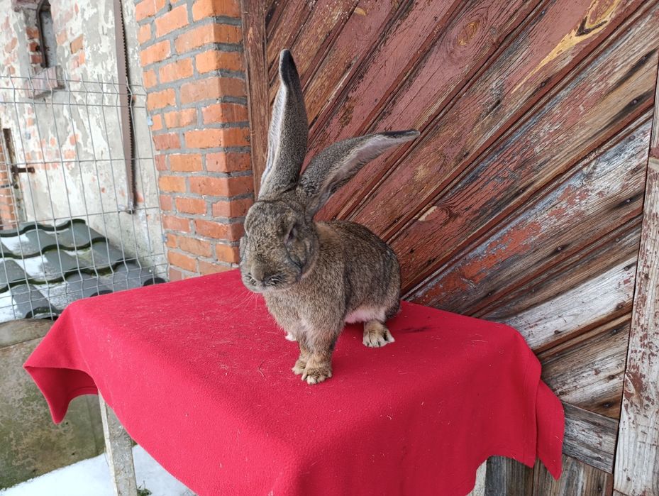 Belgijski olbrzym szary