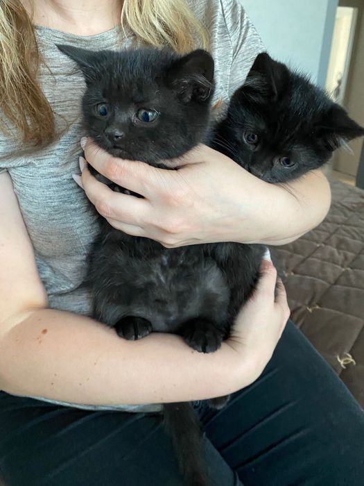 Котеня ( мама британка)