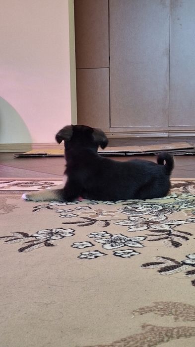 Метис Бігль ,безкоштовно