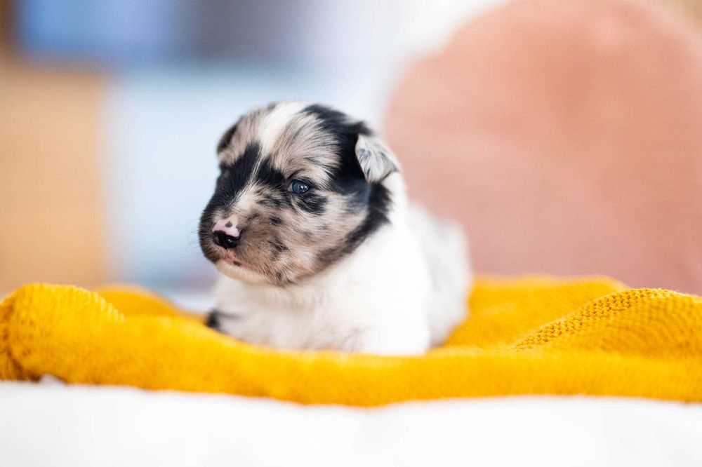 Szczeniak Border Collie blue merle – badania genetyczne