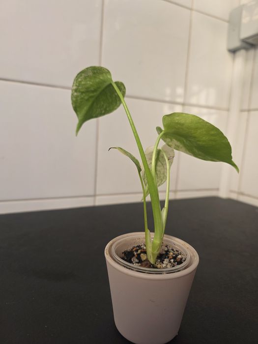 Monstera Mint variegata