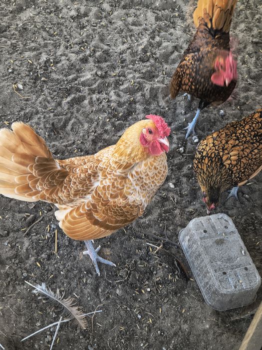 Kogut sebrytka wielbłądzia