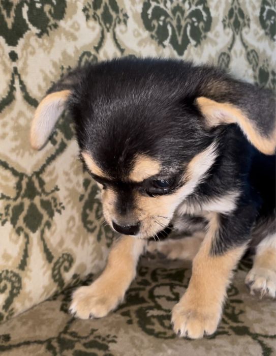 Цуценята в хороші руки (будуть маленькими)