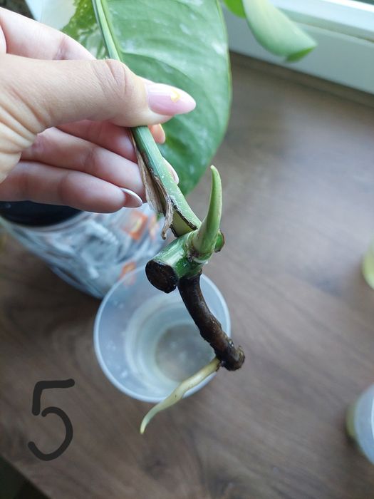 Monstera variegata ukorzenione pędówki z liściem