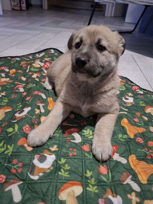 В добрі руки цуценя