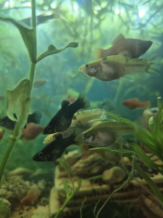 Молінезія  – 10 грн/шт