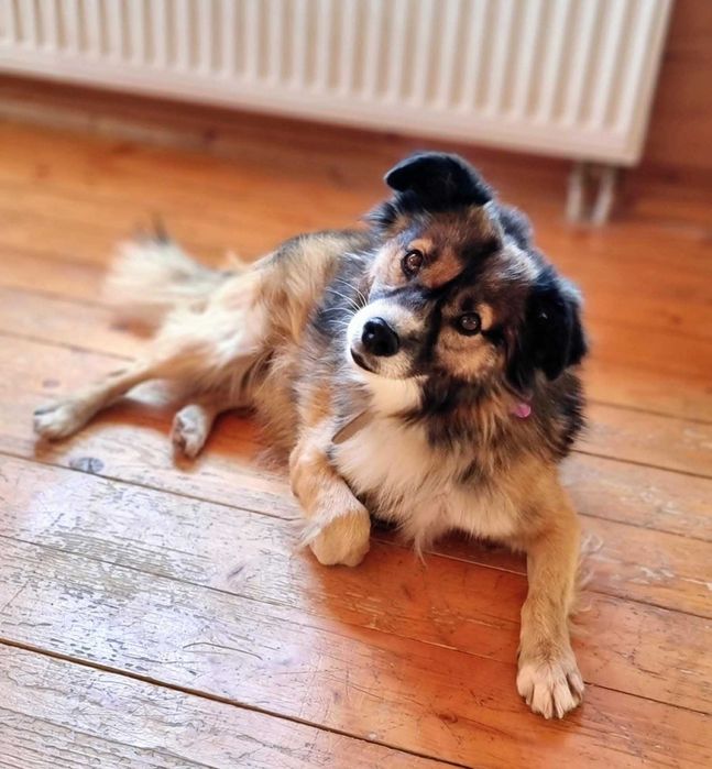 Milaszko prosi o dom