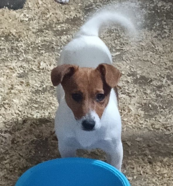 Jack Russell Terrier