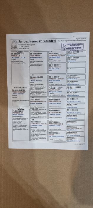 Gołąbek Rozpłodowy Samiczka Porsche x Pitbull