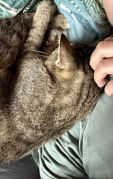 Jumbo kochany koci przytulas