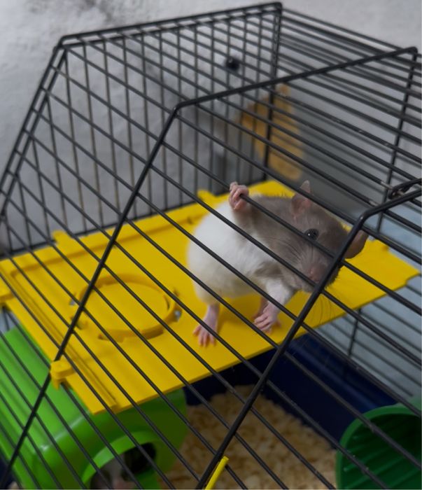 Продам двух крис хлопців