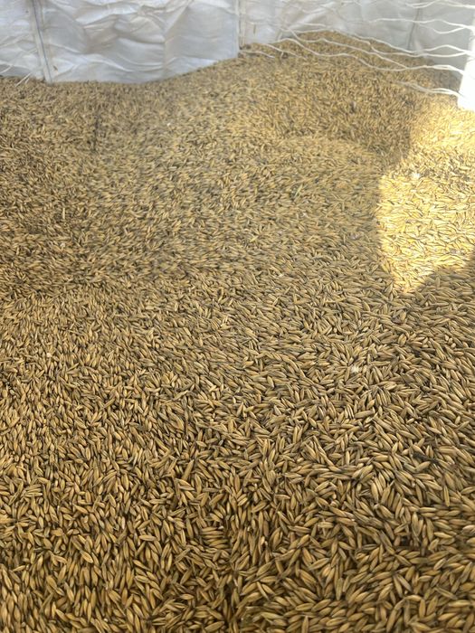 Owies ekologiczny z certyfikatem