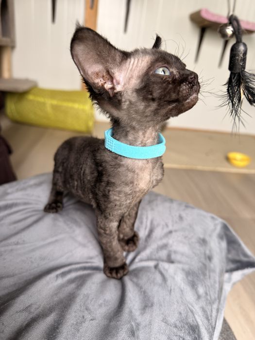 Devon rex kotek/kotka FPL