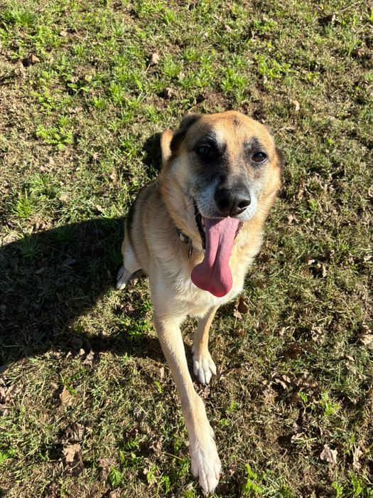 Nala, pastora alemã para adoção responsável