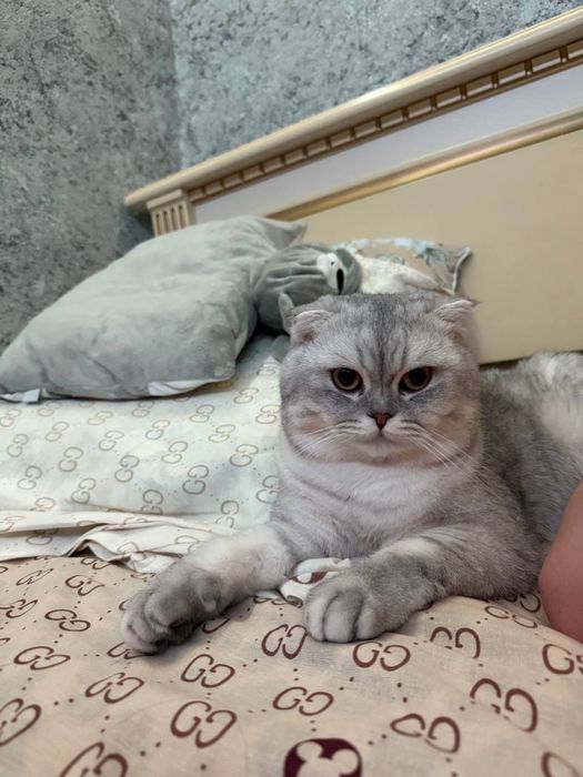 Вязка шотландского вислоухого