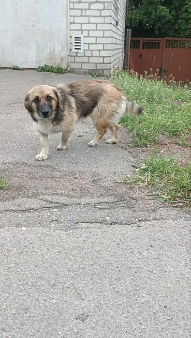 Собака в добрі руки
